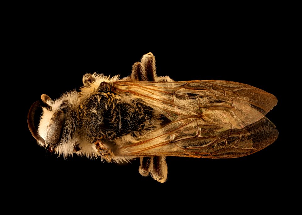 Colletes robertsonii, m, back, Hooker Co., Nebraska 2018-06-25-16.33.01 ZS PMax UDR