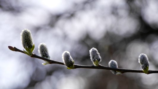 spring ahead photo