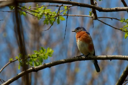 Eastern Bluebird, April 2017 photo