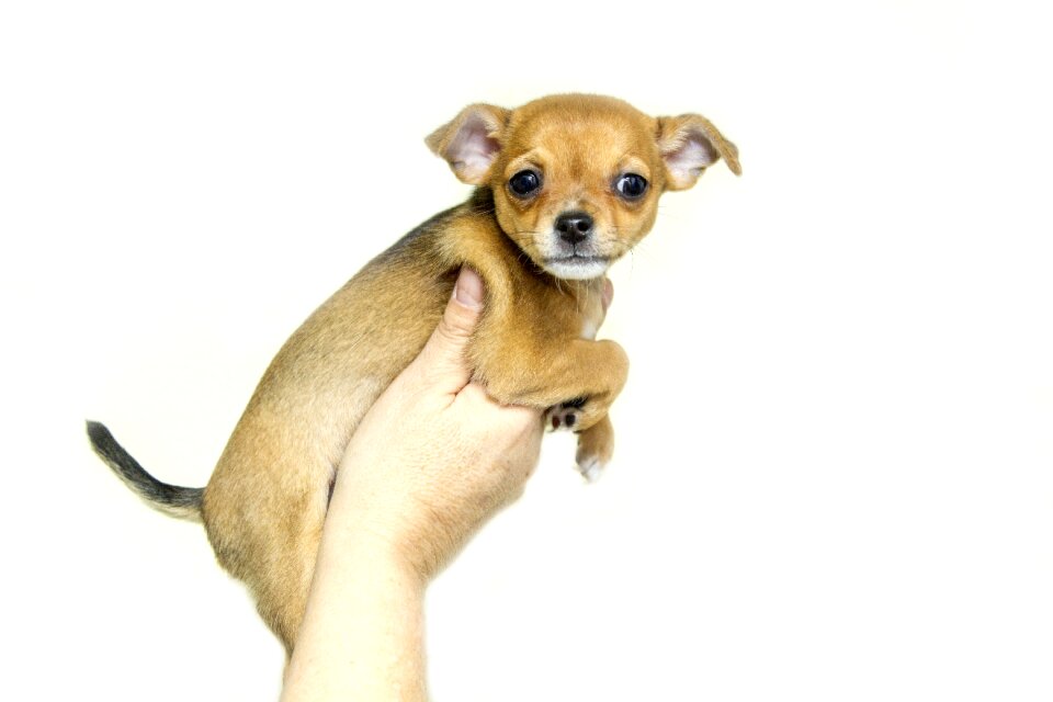 Animals sweet chihuahua