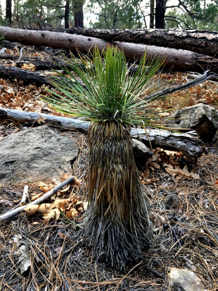 A Yucca in the Forest