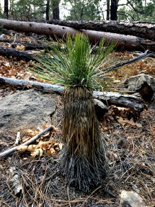 A Yucca in the Forest