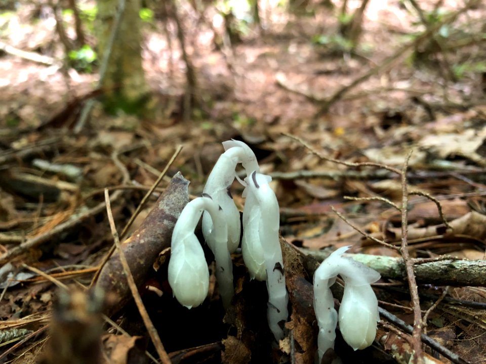 Indian pipe--Doug Brinkmeyer