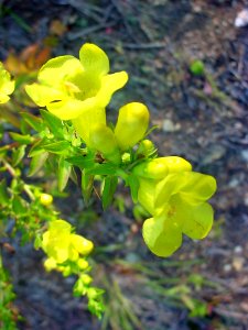 False Foxglove--Tom Harrington
