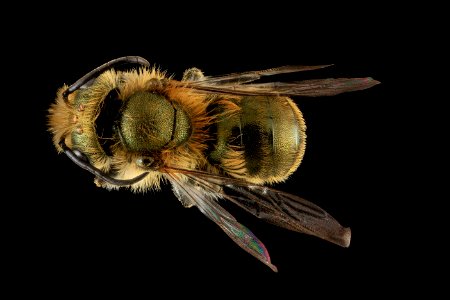 Osmia pumila, M, Back, MD 2013-06-25.18.25.15 ZS PMax photo