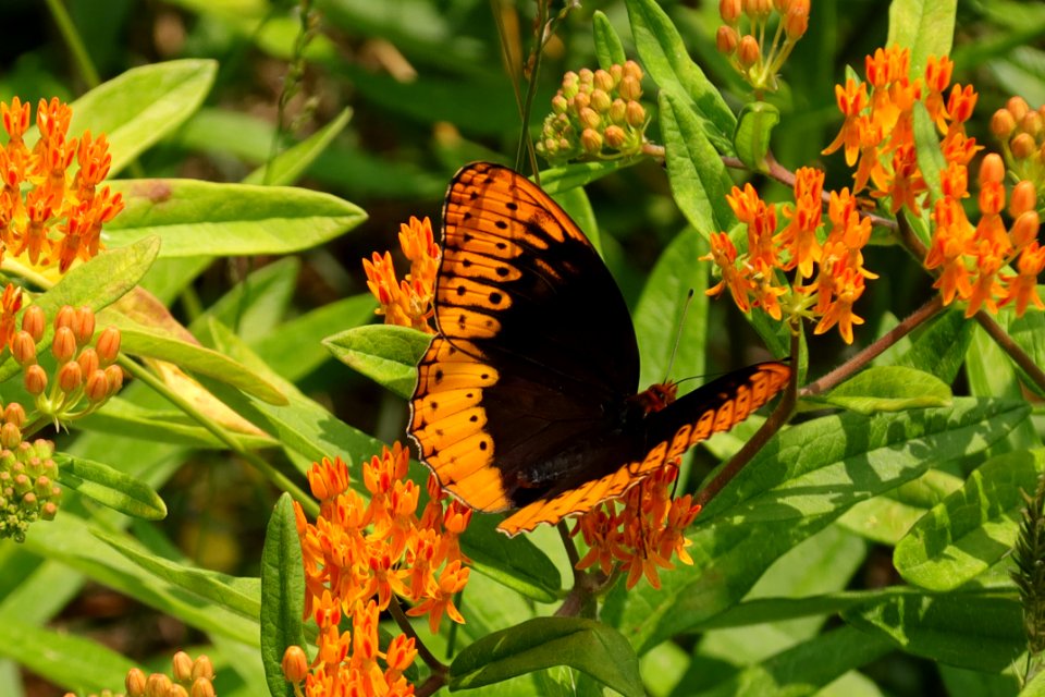 Diana fritillary, male--Warren Bielenberg, June 2019