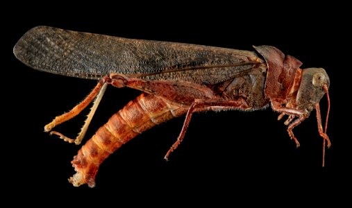 Carolina Grasshopper, U, Side, MD, PG County 2013-07-31-18.45.15 ZS PMax photo