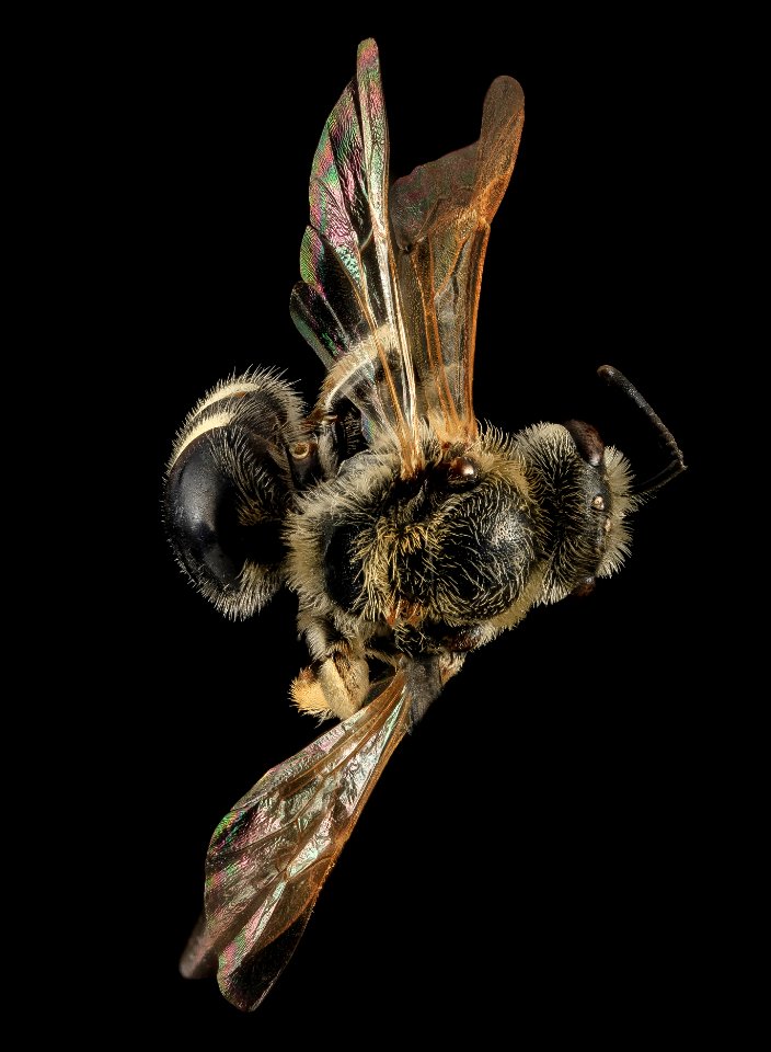 Lasioglossum paraforbesii, F, back, Pennington Co., S. Dakota 2014-01-10-15.31