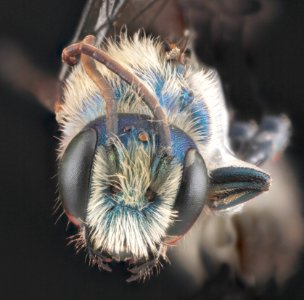 Hoplitis fulgida, male, face 2012-07-31-15