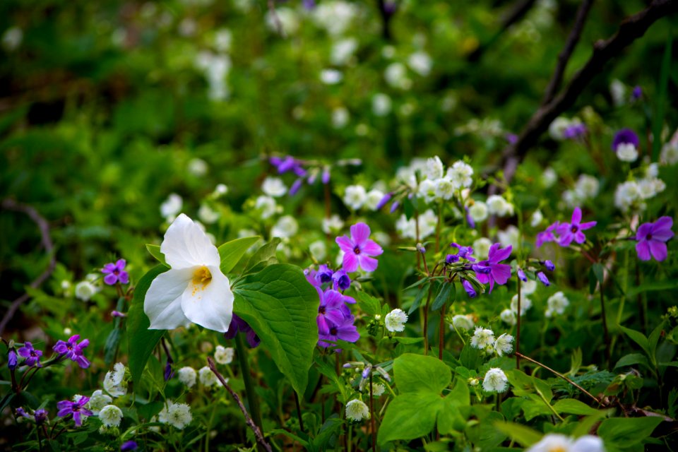 Trillium, fringed phacelia, and phlox, April 2018--Thom McManus