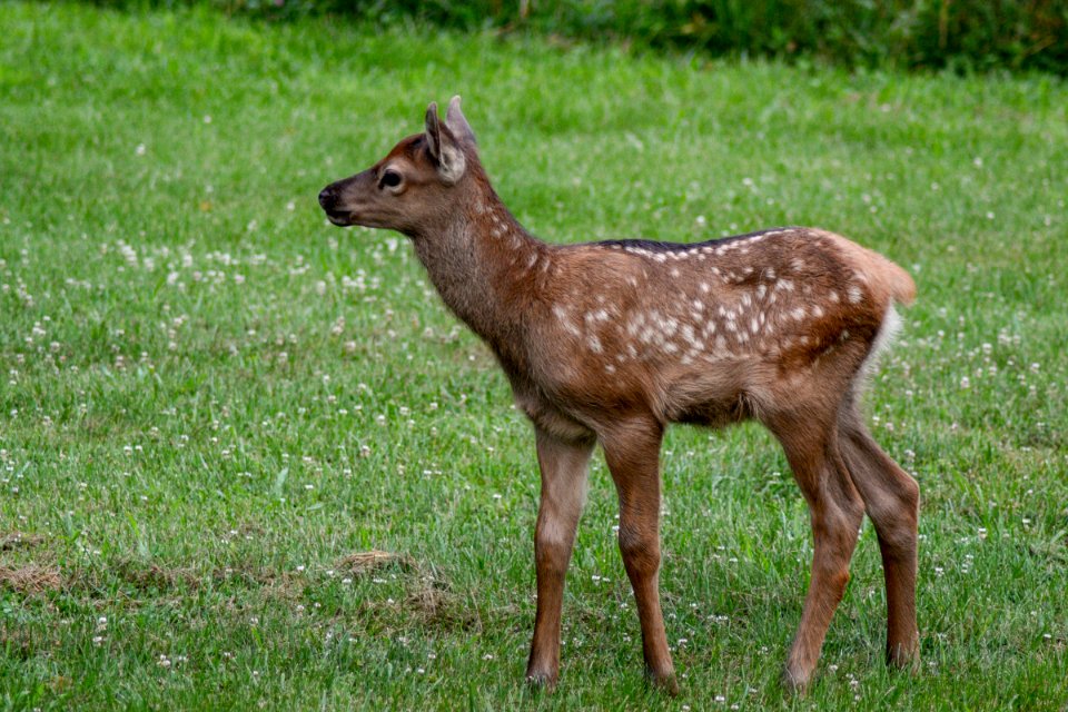 Elk calf, 2018--Chalice Keith