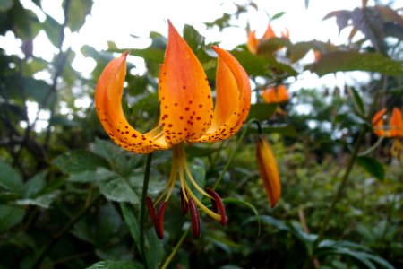 Turk's Cap Lily, July 2017--Jessie Snow