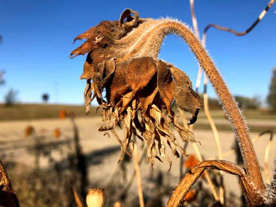 Petrified Sunflower