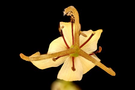 Medeola virginiana 2, Indian-Cucumber Root, Howard County, Md, Helen Lowe Metzman 2018-07-17-16.53.54 ZS PMax UDR