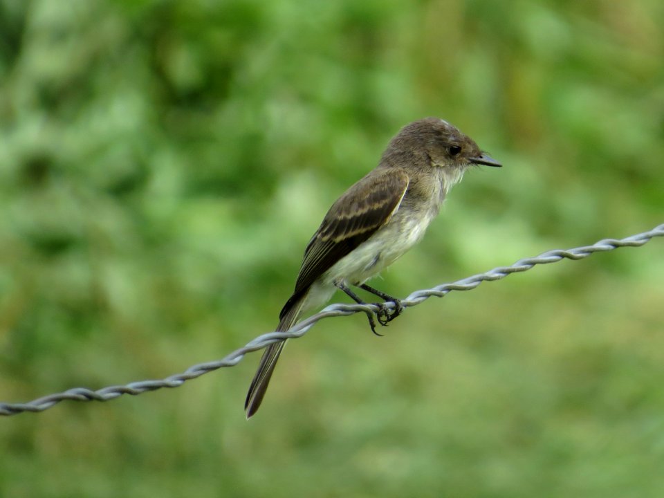 Eastern Phoebe, July 2015--Warren Bielenberg