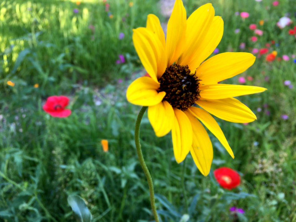 2019/365/200 Amongst the Wildflowers