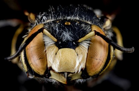 Anthidium maculifrons, M, face, Florida, St. Johns 2013-02-06-14.07.50 ZS PMax photo