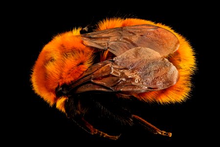 Bombus dahlbomii, back, Chile 2018-05-16-17.52 photo