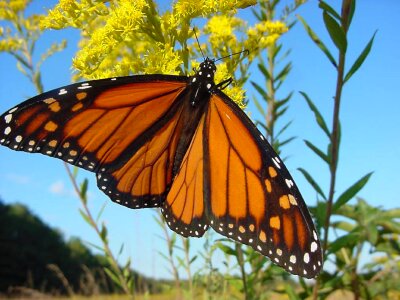 Insect nature wings photo