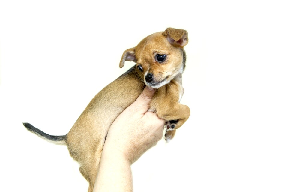 Animals sweet chihuahua
