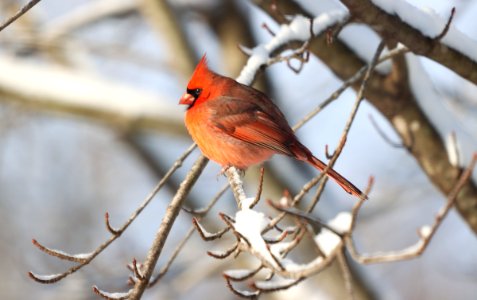 Northern cardinal, December 2020 -- Warren Bielenberg 4