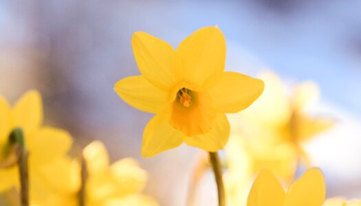 Blossom bloom yellow flower photo