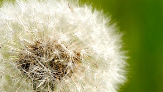 dandelion detail photo