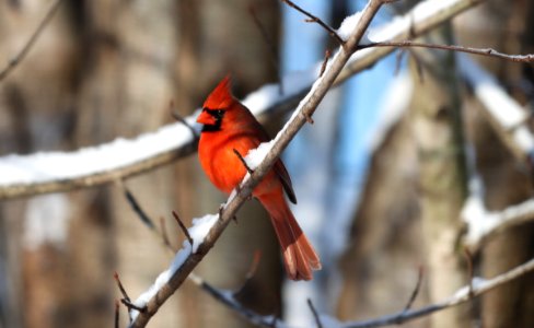 Northern cardinal, December 2020 -- Warren Bielenberg 1 photo