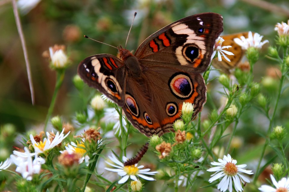 Common buckeye, October 6, 2018--Warren Bielenberg