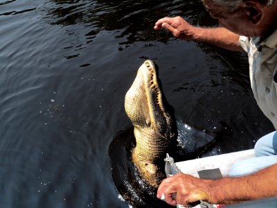 20180823 New Orleans, Alligator trail boat