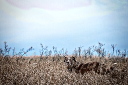 I am Prairie
