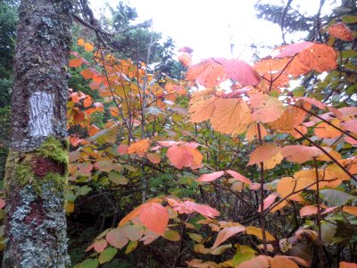 AT Blaze near Silers Bald, September 2014--Christine Hoyer