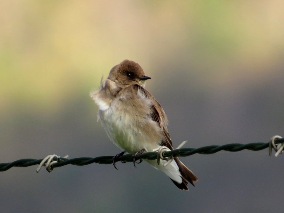 Rough-winged Swallow, April 2016--Warren Bielenberg