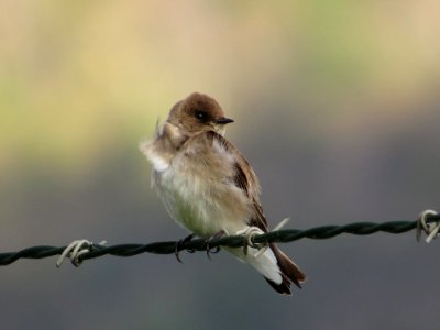 Rough-winged Swallow, April 2016--Warren Bielenberg photo