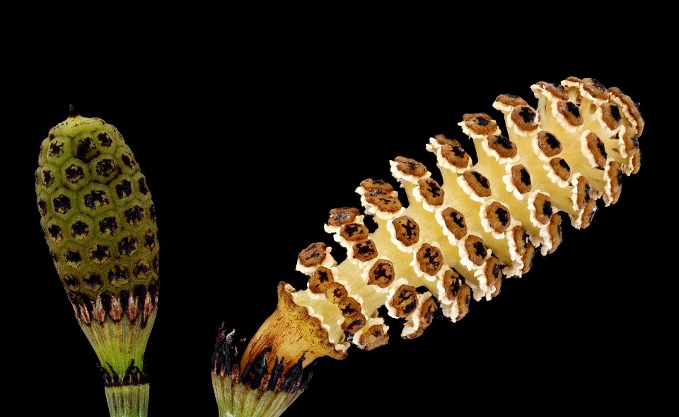 Equisetum hyemale 2, Scouring Rush Horsetail, Howard County, Md, GFG, Helen Lowe Metzman 2019-03-22-17.17.44 ZS PMax UDR