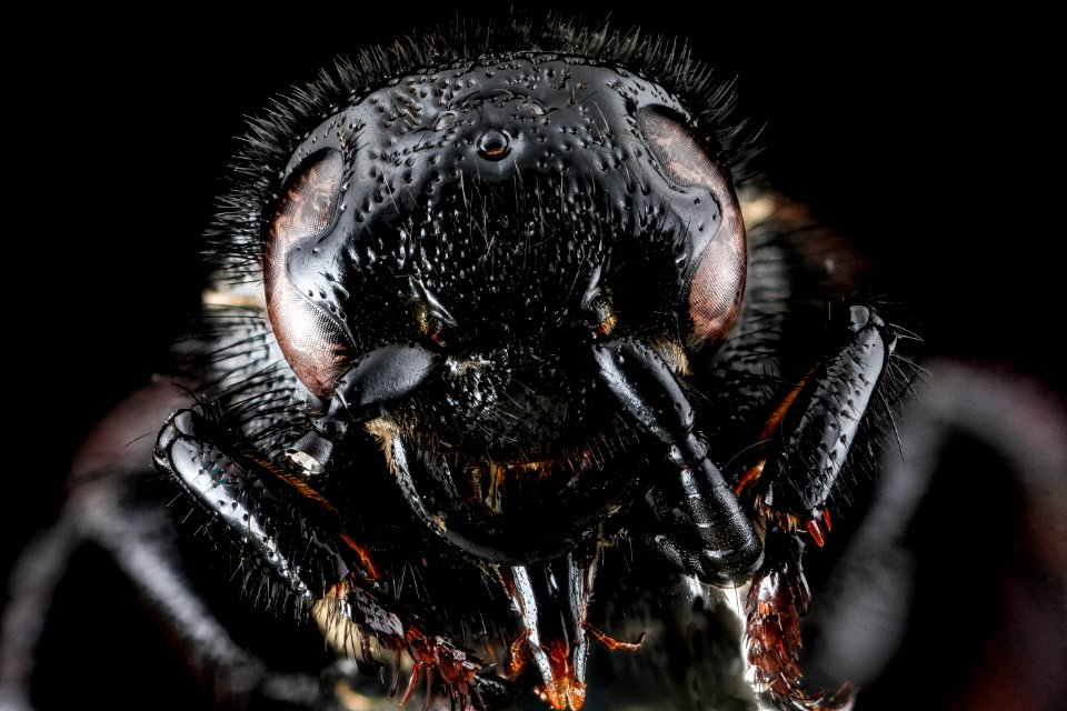 Scolia dubia, M, face, Anne Arundel County, Maryland 2012-09-25-15.57.13 ZS PMax