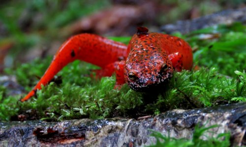 Black-chinned red salamander--Shannon Welch