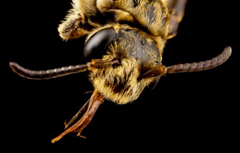 paranomada velutina, f, arizona, face 2014-08-09-15.30.33 ZS PMax photo