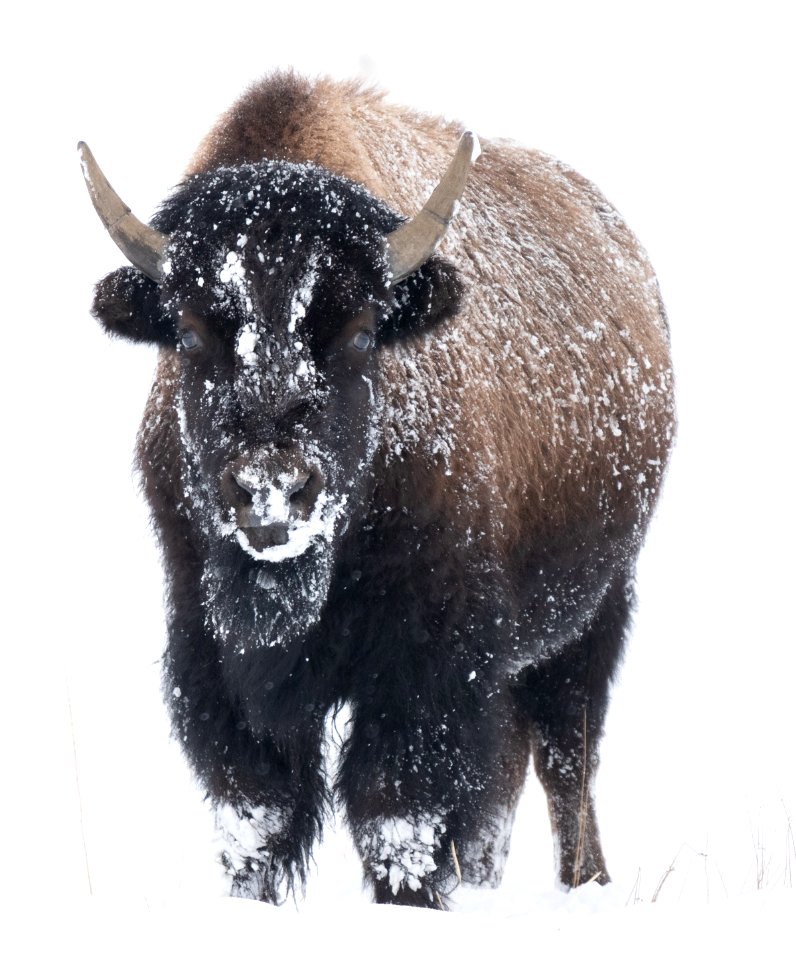 2019 Yellowstone -Bison (17)