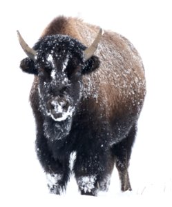 2019 Yellowstone -Bison (17)