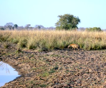Hyena, Pendjari photo