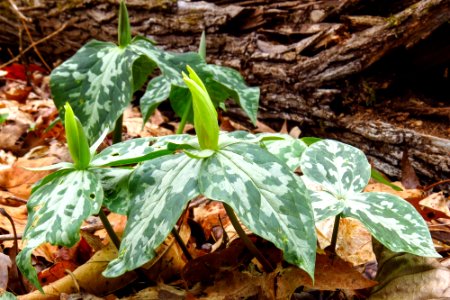 Trillium, March 2014--Warren Bielenberg