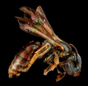 Lasioglossum surianae, M, side, Florida, Miami-Dade County 2013-03-26-15.00.19 ZS PMax photo