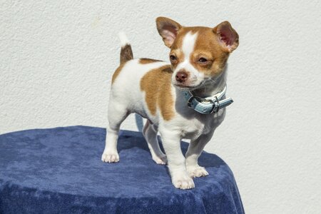 Animals sweet chihuahua
