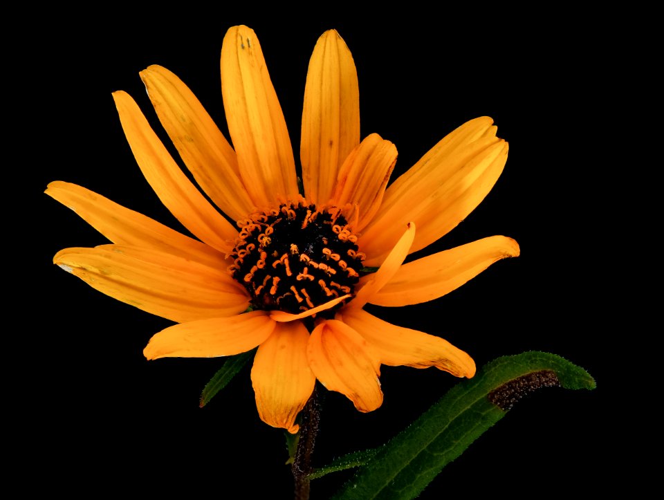Helianthus angustifolius L. 2, Swamp Sunflower, Howard County, Md, Helen Lowe Metzman 2019-10-23-15.44.26 ZS PMax UDR