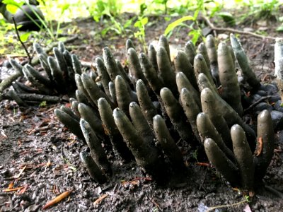 Dead man's fingers--Doug Brinkmeyer