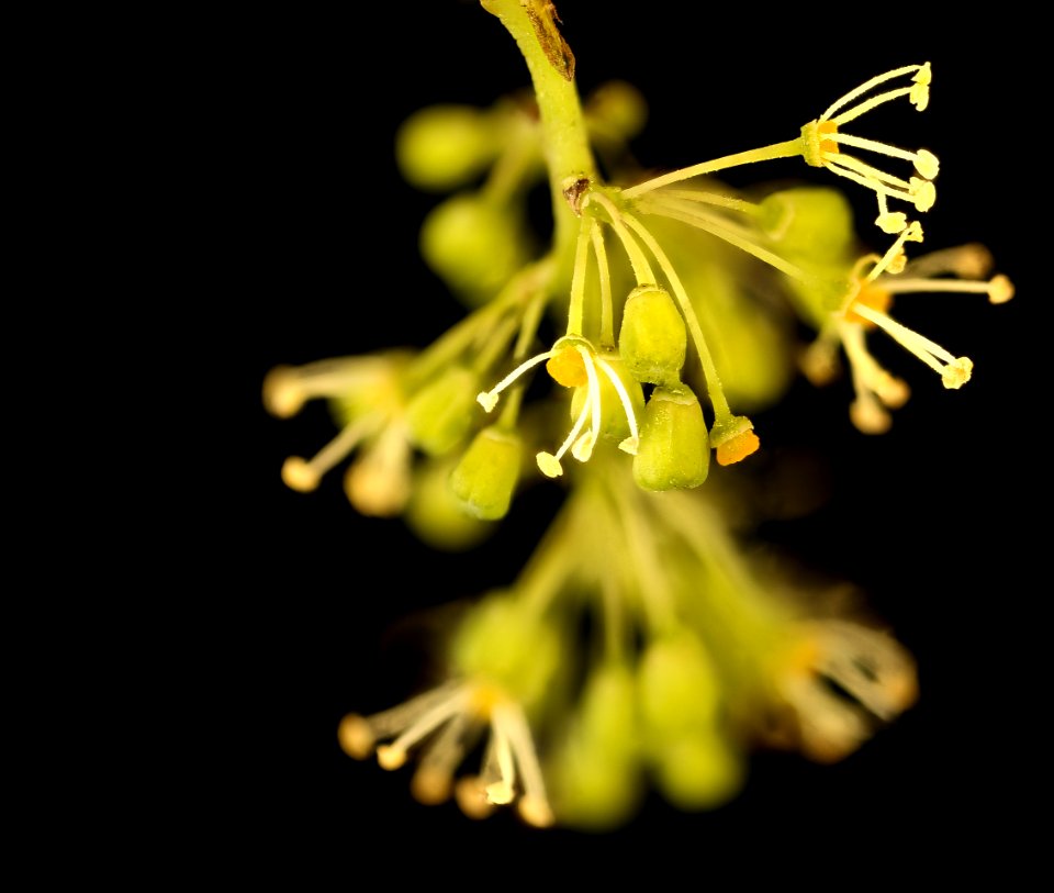 Vitis  spp. 2 need to confirm, vulpinia or..., Howard County, Maryland, Helen Lowe Metzman 2018-07-17-20.24.37 ZS PMax UDR