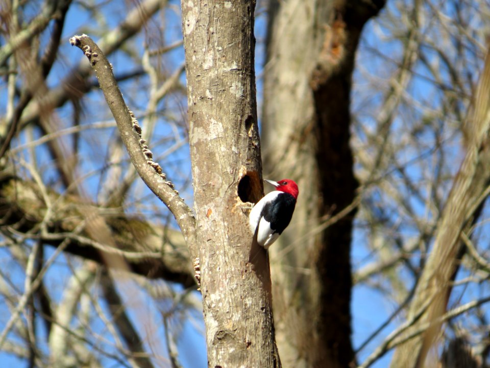 Red-Headed Woodpecker, March 2015--Warren Bielenberg