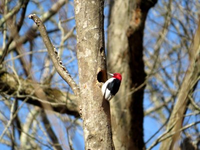 Red-Headed Woodpecker, March 2015--Warren Bielenberg photo
