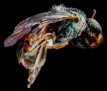 Lasioglossum eleutherense, side 2012-08-01-14.13.15 ZS PMax